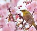 岡山後楽園の桜と桜カーニバル