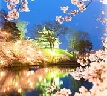 高田城百万人観桜会は日本三大夜桜の一つ