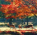 奈良公園の紅葉は穴場スポット