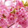 厳冬の中咲き誇る河津桜