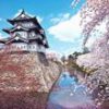 弘前公園の桜｜散り際まで人々を魅了する