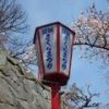 盛岡さくらまつり｜高松公園の桜