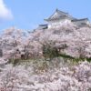 岡山・津山の鶴山城さくらまつりと花見の時期