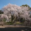東京六義園のしだれ桜と大名庭園のライトアップ