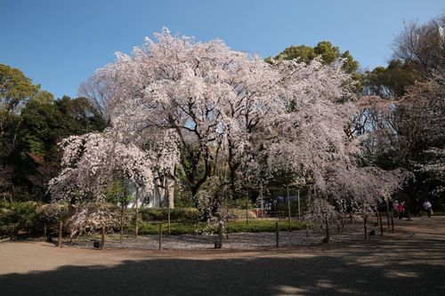東京六義園のしだれ桜と大名庭園のライトアップ