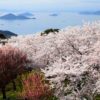紫雲出山の桜シーズンとライトアップ＆交通アクセス