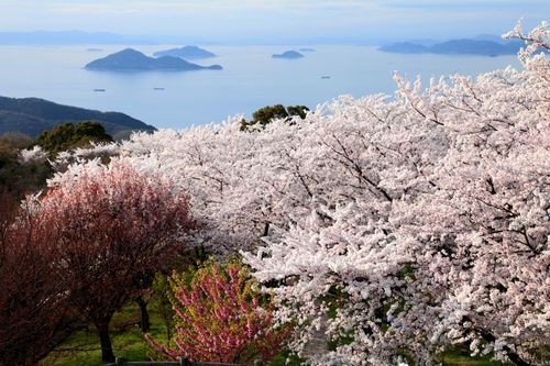 紫雲出山の桜シーズンとライトアップ＆交通アクセス